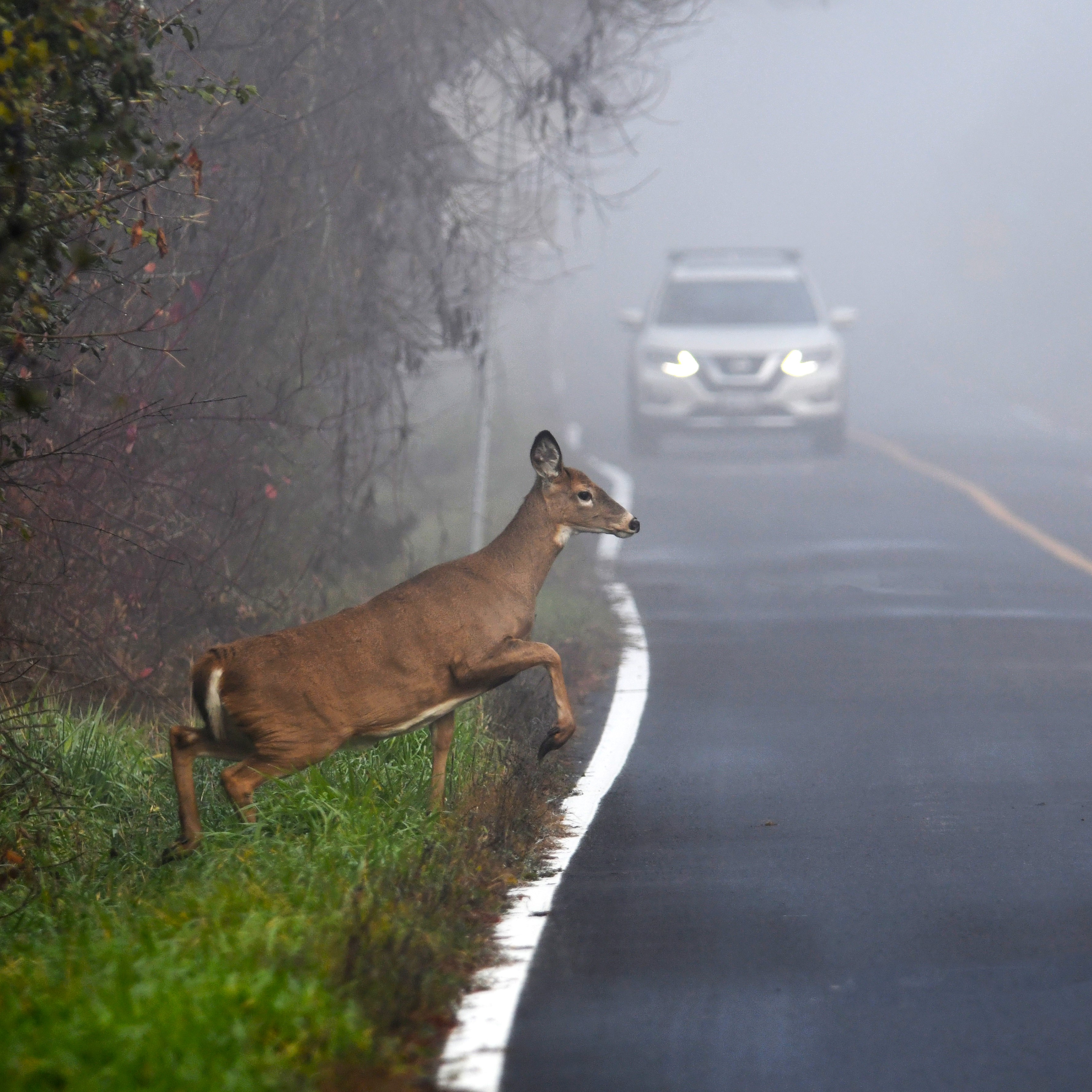 Oh Deer! New York’s CarAnimal Crashes Peak in Autumn AAA Western and